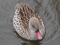 Cape Teal